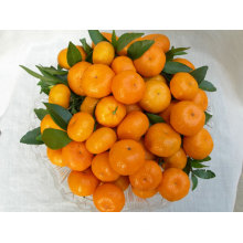 Export New Crop Good Quality China Mandarin Orange